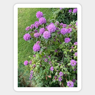 Rhododendron Bush Sticker